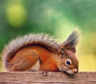 Little Squirrel - Obrázkek zdarma pro 1024x1024