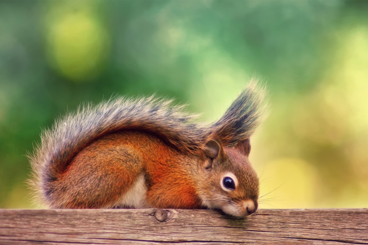 Das Little Squirrel Wallpaper
