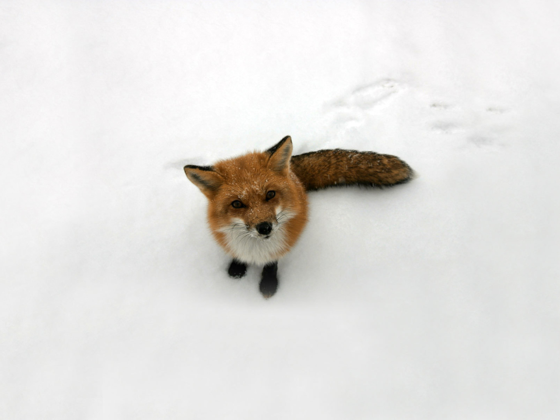 Обои Lonely Fox On Snow 1152x864