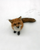 Das Lonely Fox On Snow Wallpaper 128x160