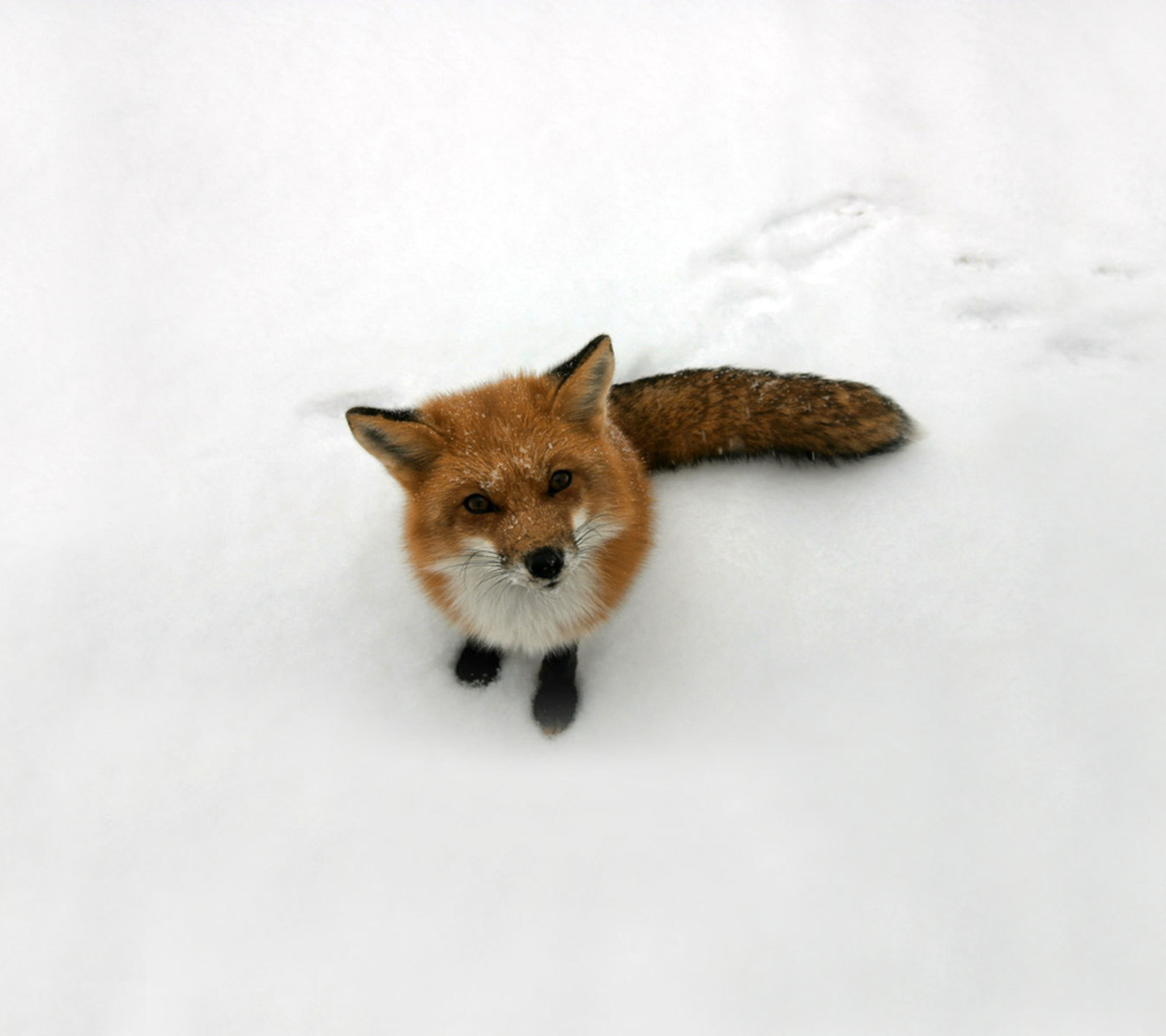 Обои Lonely Fox On Snow 1440x1280