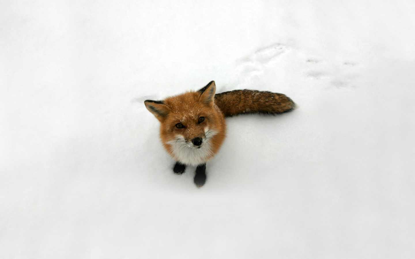 Lonely Fox On Snow wallpaper 1440x900