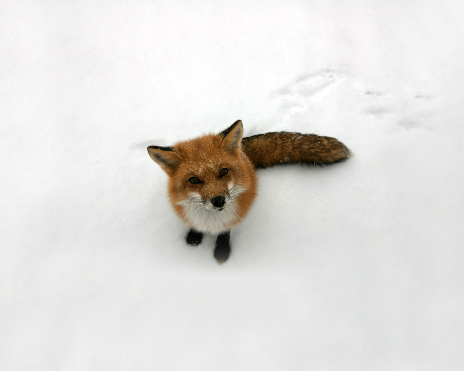 Das Lonely Fox On Snow Wallpaper 1600x1280