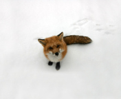 Lonely Fox On Snow wallpaper 176x144