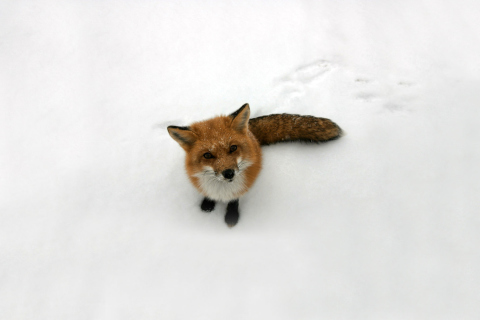 Lonely Fox On Snow wallpaper 480x320