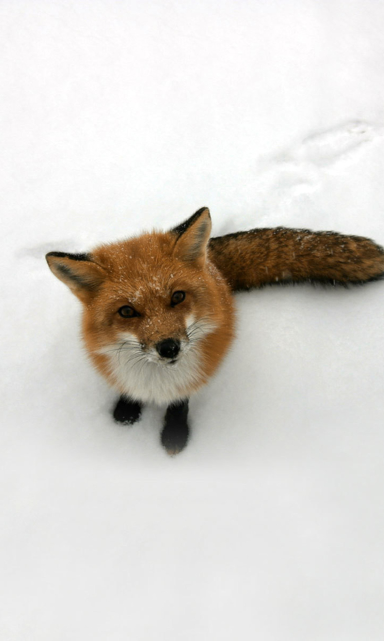 Обои Lonely Fox On Snow 768x1280