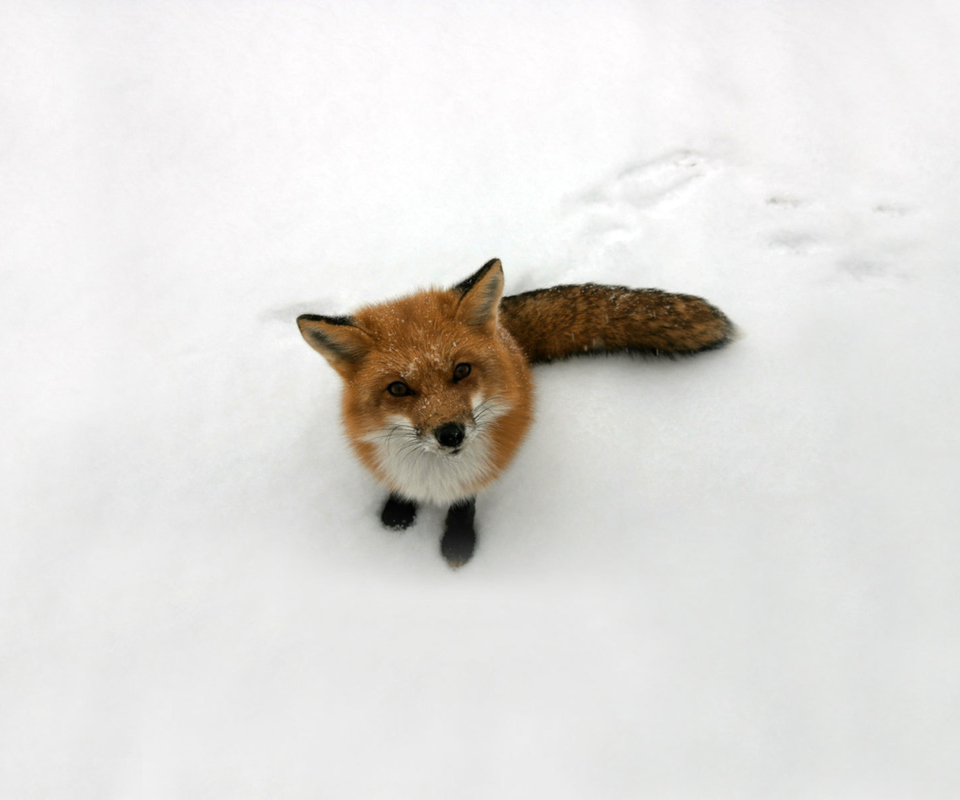 Обои Lonely Fox On Snow 960x800