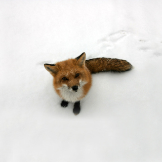 Kostenloses Lonely Fox On Snow Wallpaper für 1024x1024