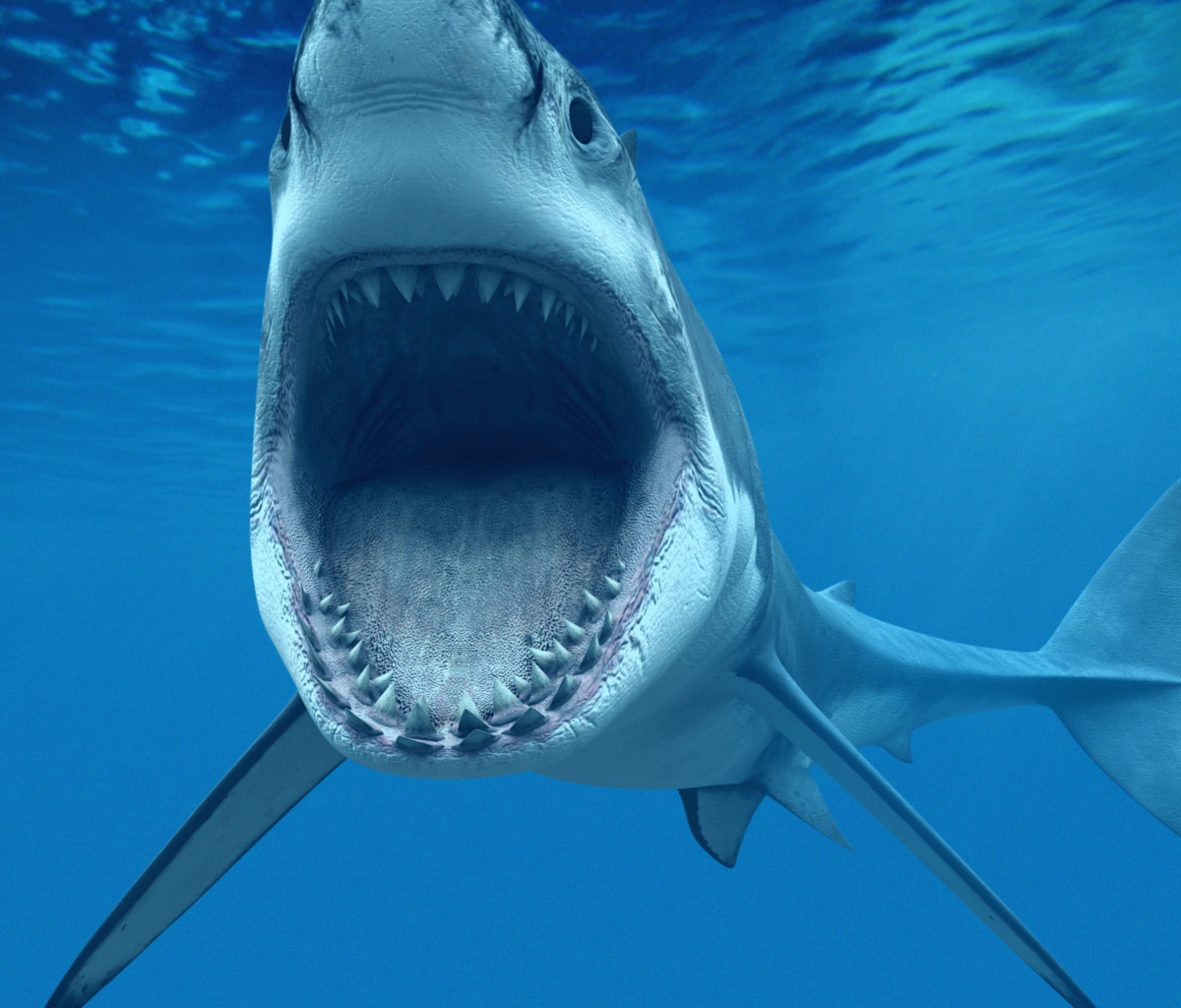 Fondo de pantalla Great White Shark 1200x1024