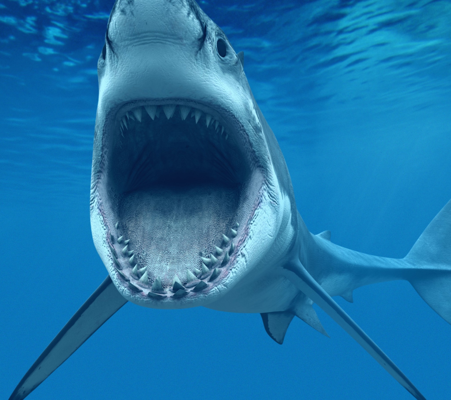 Sfondi Great White Shark 1440x1280