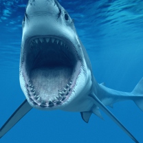 Screenshot №1 pro téma Great White Shark 208x208