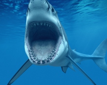 Sfondi Great White Shark 220x176