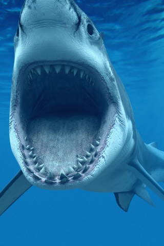 Sfondi Great White Shark 320x480