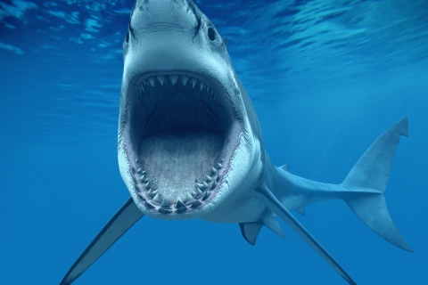Fondo de pantalla Great White Shark 480x320