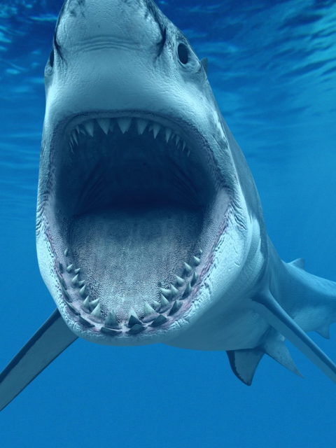 Sfondi Great White Shark 480x640