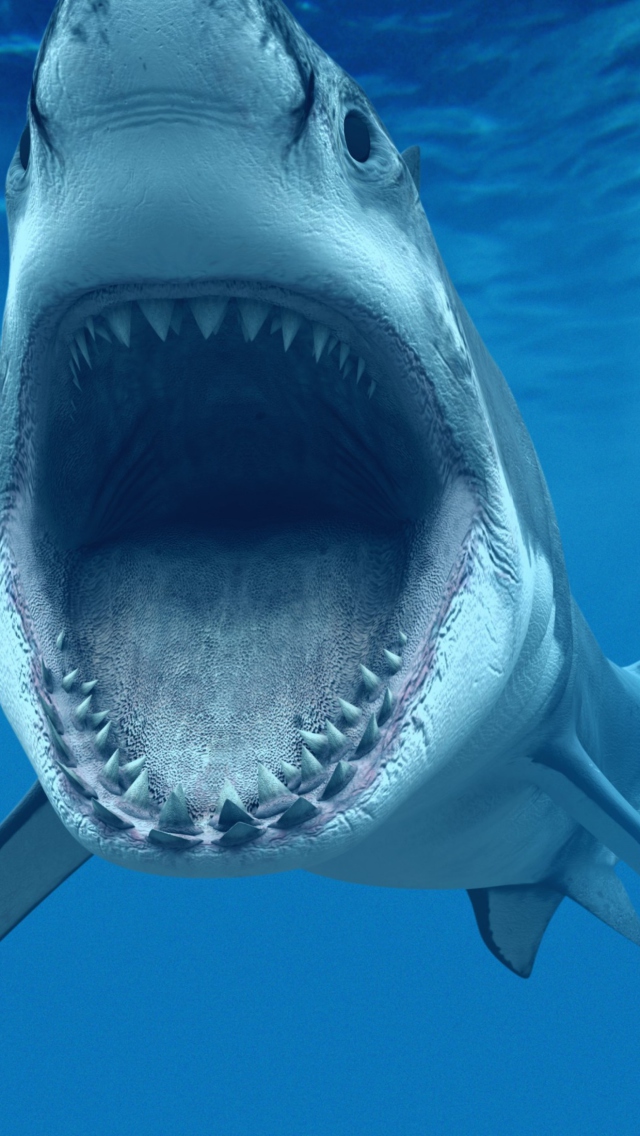 Great White Shark wallpaper 640x1136