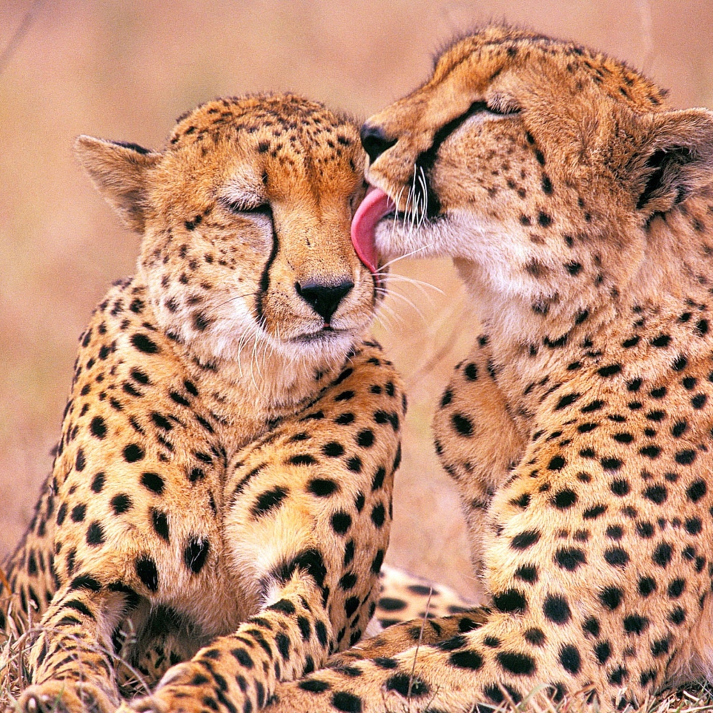 South African Cheetahs screenshot #1 1024x1024
