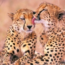 Das South African Cheetahs Wallpaper 128x128