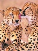 South African Cheetahs wallpaper 132x176