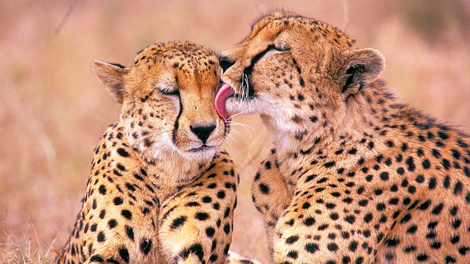 Das South African Cheetahs Wallpaper 1600x900