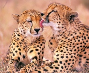 South African Cheetahs wallpaper 176x144