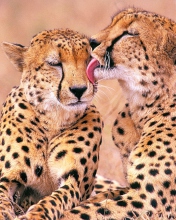 Sfondi South African Cheetahs 176x220