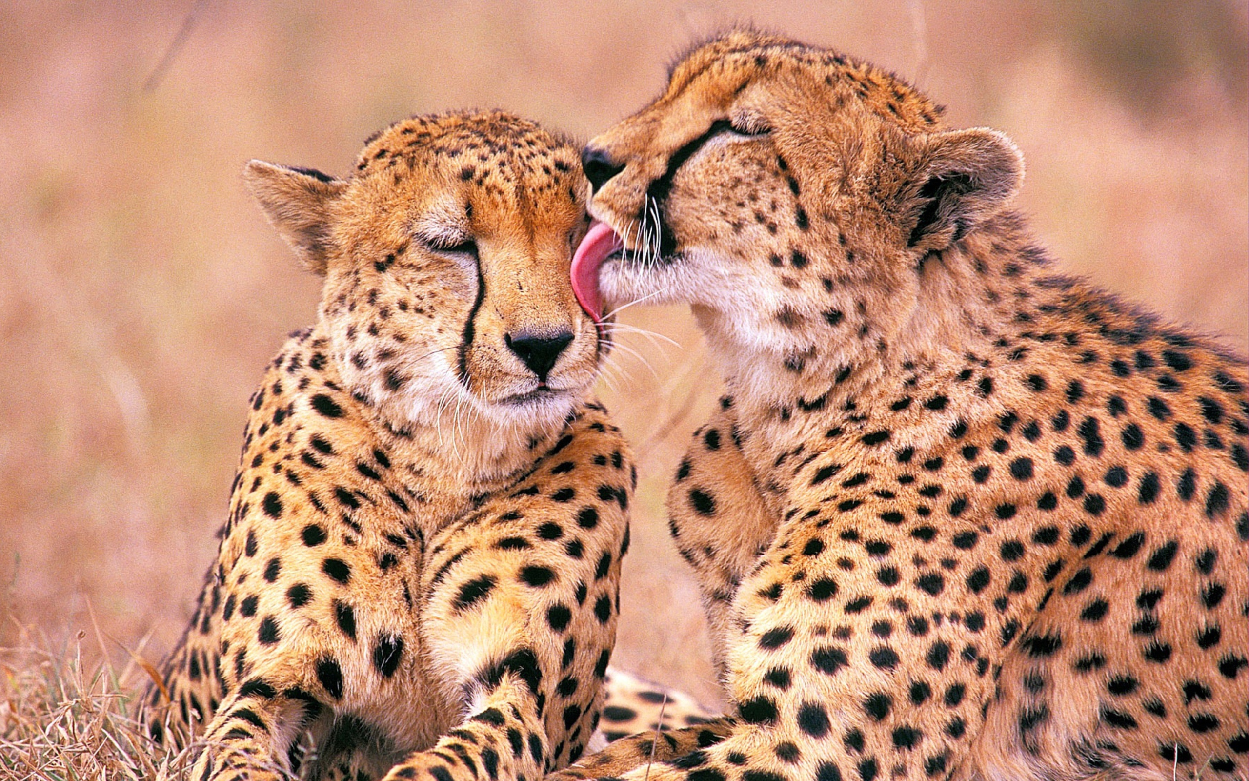 Обои South African Cheetahs 2560x1600