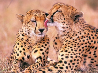 Das South African Cheetahs Wallpaper 320x240
