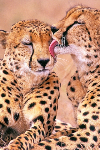 South African Cheetahs wallpaper 320x480