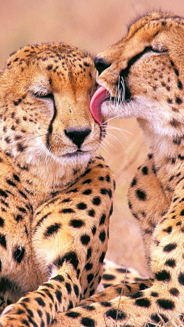 South African Cheetahs wallpaper 360x640