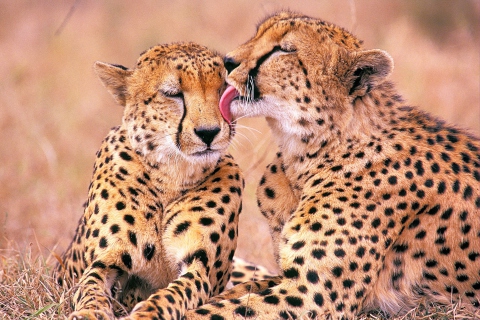 Обои South African Cheetahs 480x320