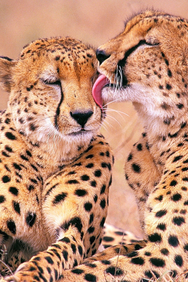 Das South African Cheetahs Wallpaper 640x960