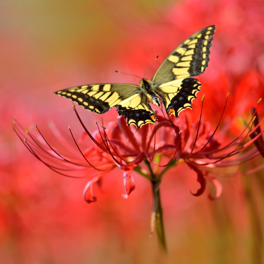 Macro Butterfly and Red Flower wallpaper 1024x1024