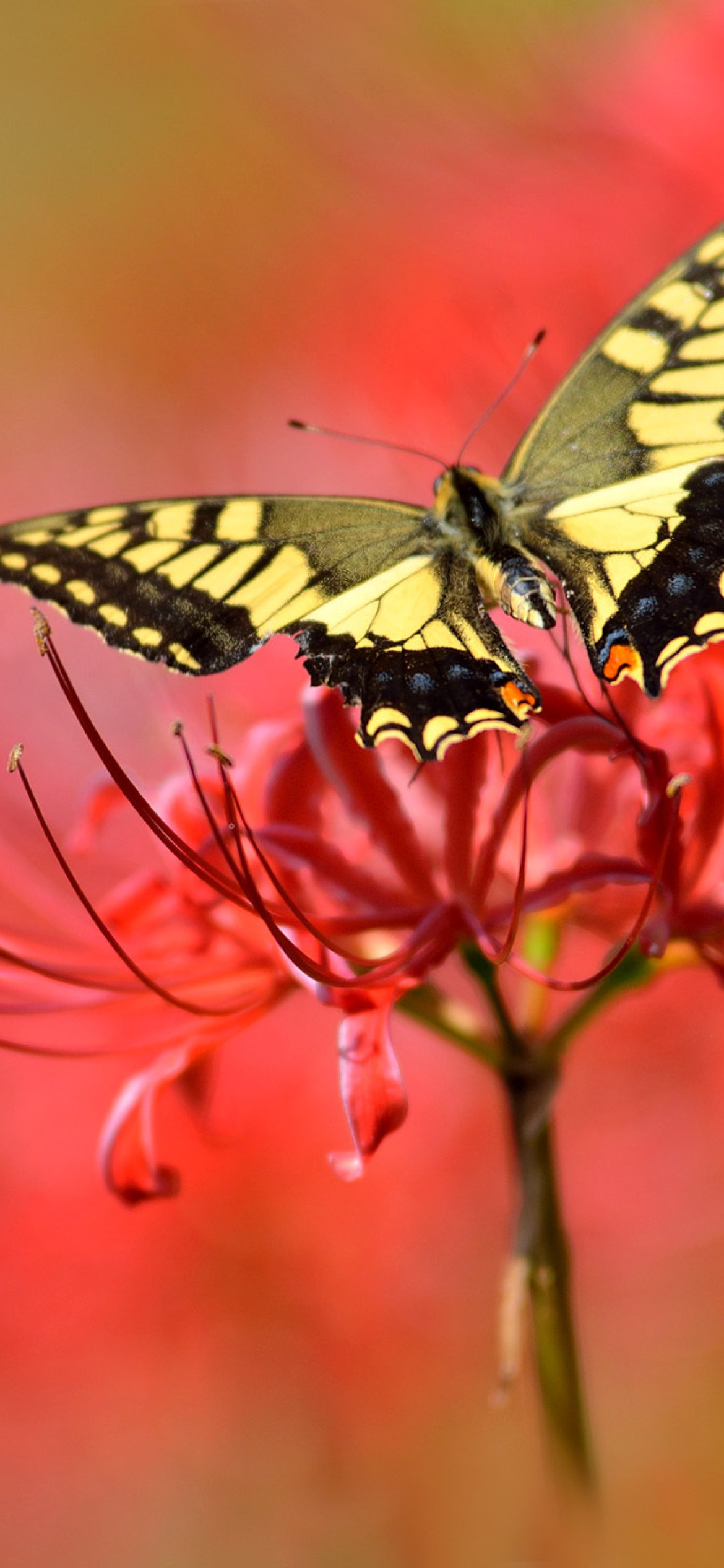 Обои Macro Butterfly and Red Flower 1170x2532