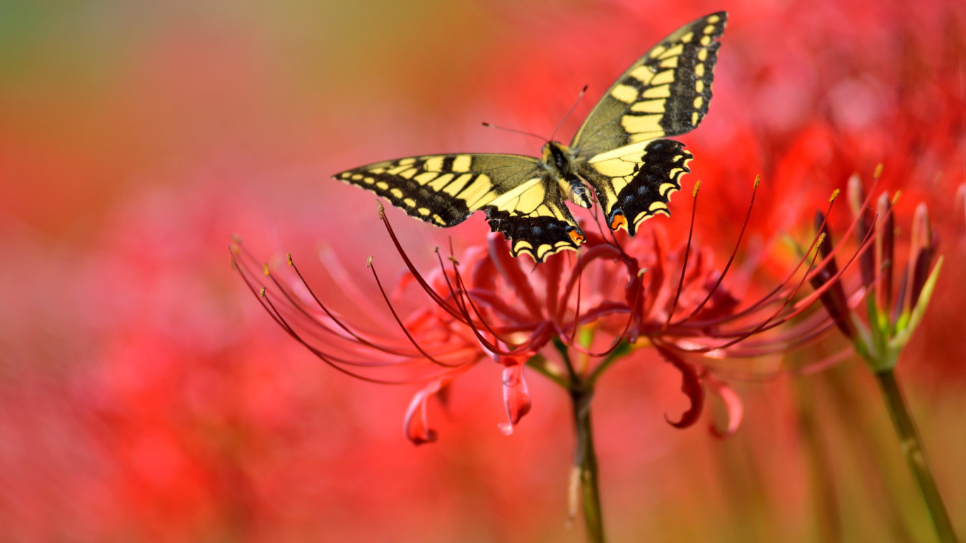 Macro Butterfly and Red Flower wallpaper 1366x768