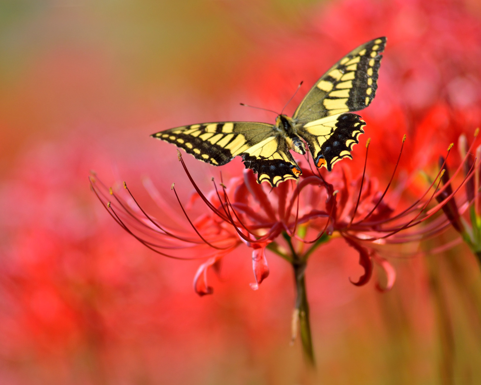 Обои Macro Butterfly and Red Flower 1600x1280