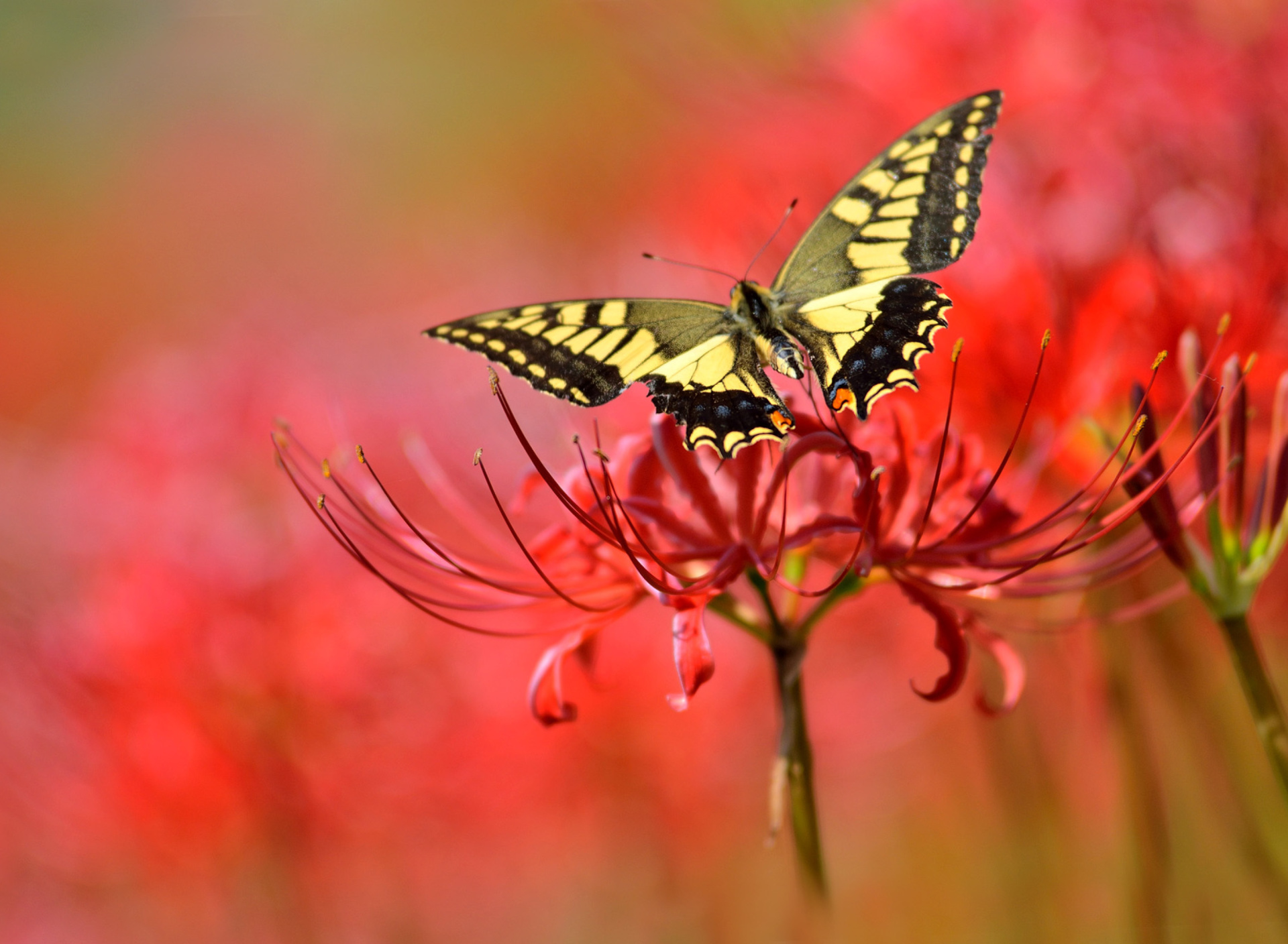 Fondo de pantalla Macro Butterfly and Red Flower 1920x1408