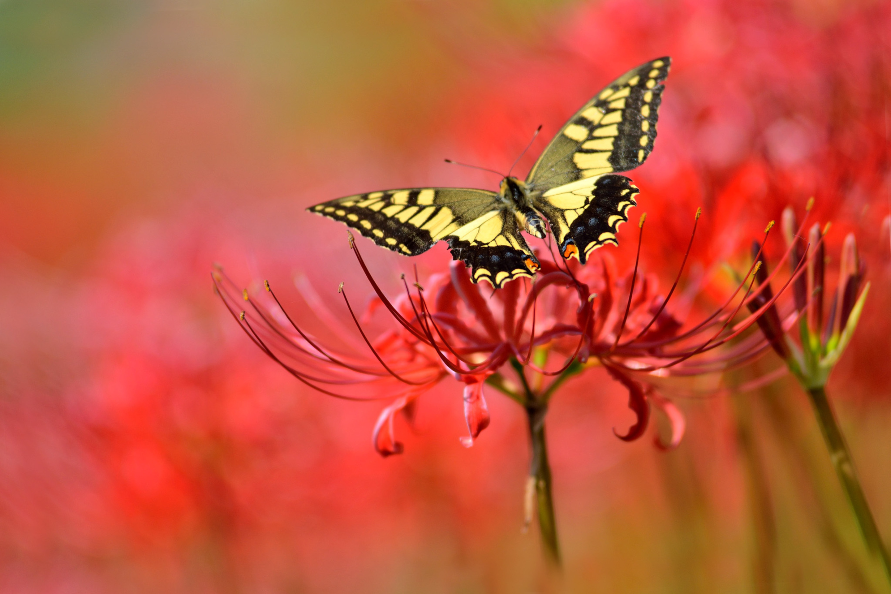 Обои Macro Butterfly and Red Flower 2880x1920