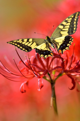 Fondo de pantalla Macro Butterfly and Red Flower 320x480