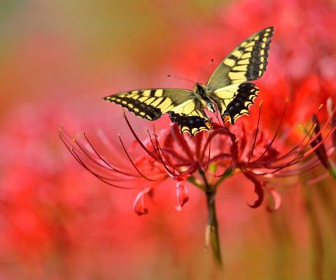 Das Macro Butterfly and Red Flower Wallpaper 480x400