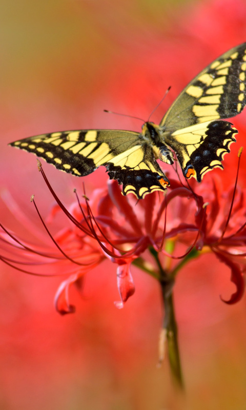 Macro Butterfly and Red Flower wallpaper 480x800