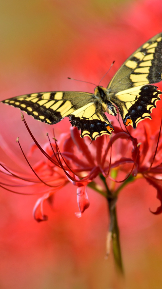 Macro Butterfly and Red Flower wallpaper 640x1136