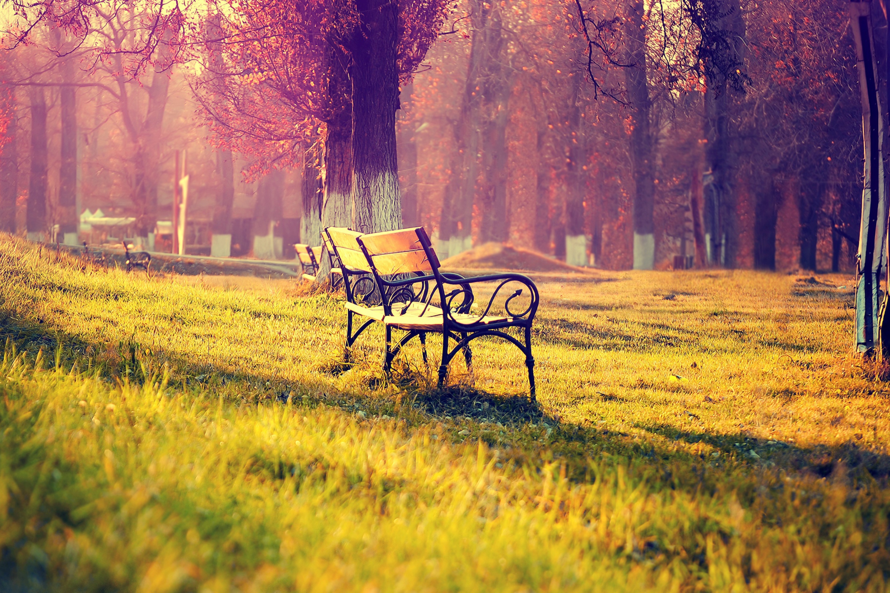 Das Bench In Park Wallpaper 2880x1920