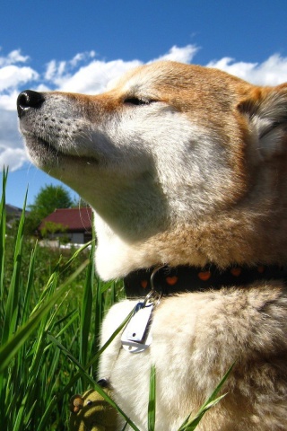 Fondo de pantalla Shiba Inu 320x480