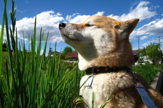 Free Shiba Inu Picture for Android, iPhone and iPad