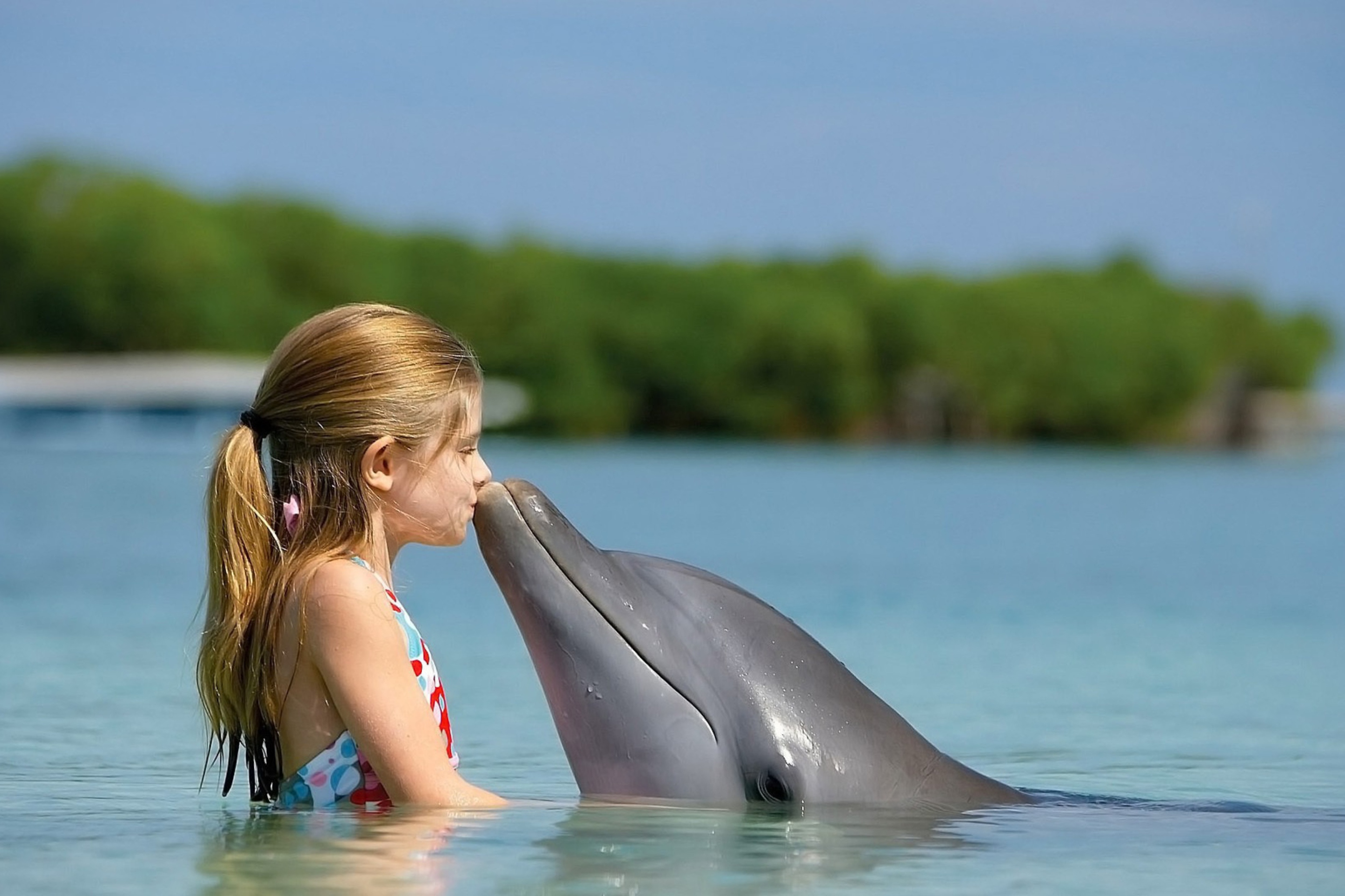 Обои Dolphin's Kiss 2880x1920