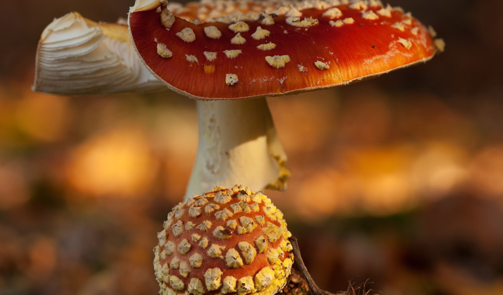Sfondi Mushroom - Amanita 1024x600