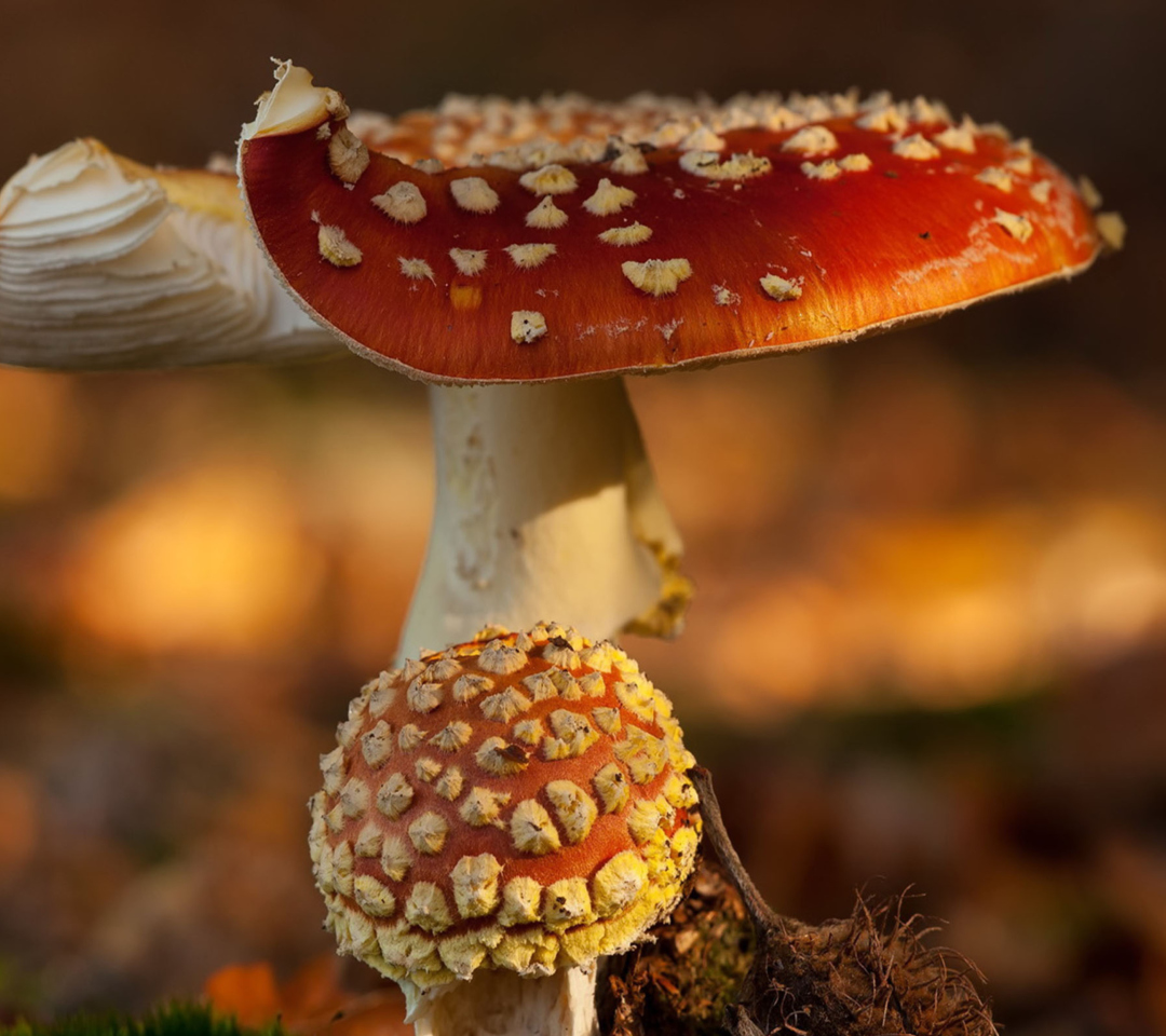 Das Mushroom - Amanita Wallpaper 1080x960
