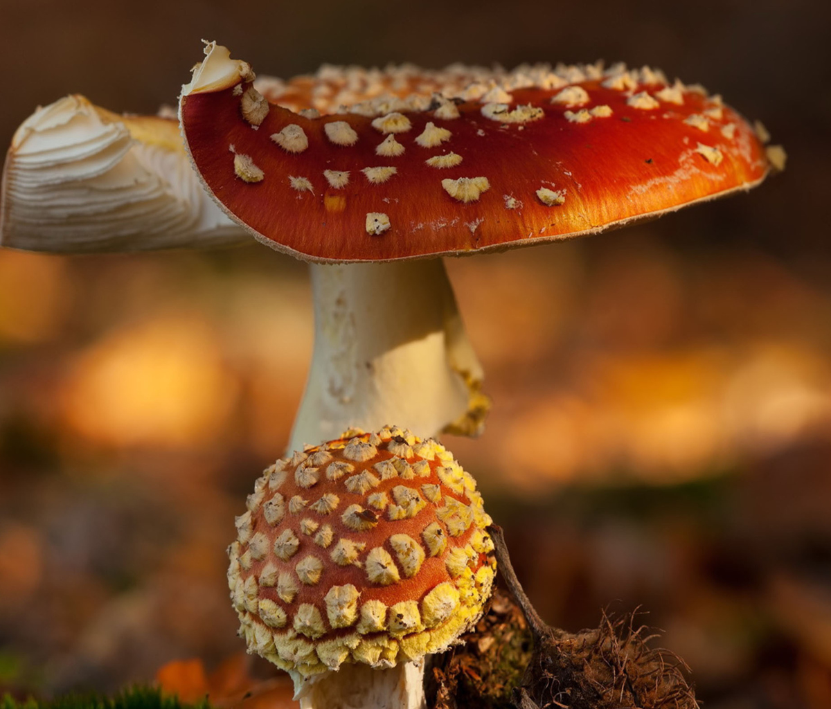 Обои Mushroom - Amanita 1200x1024