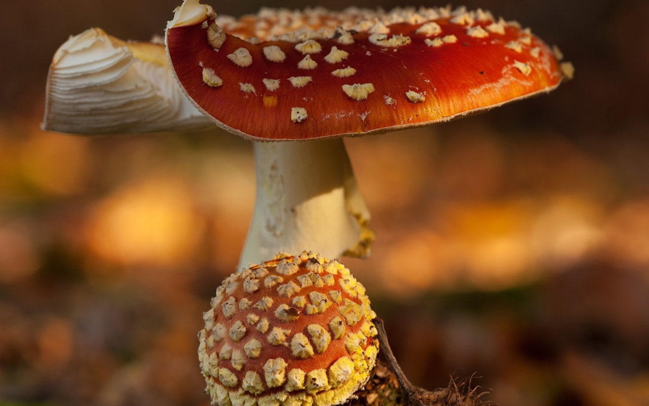 Sfondi Mushroom - Amanita 1280x800